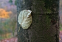 4711 Blatt-SAM_0761-1-Kopie